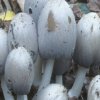 Coprinus_atramentarius