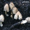 Coprinus_cinereus