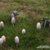 Coprinus_comatus