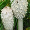 Coprinus_comatus2