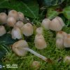 Coprinus_disseminatus