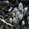 Coprinus_ephemerus