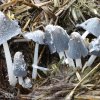 Coprinus_macrocephalus