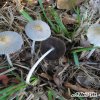 Coprinus_plicatilis