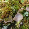 Mycologie - Pleurotaceae